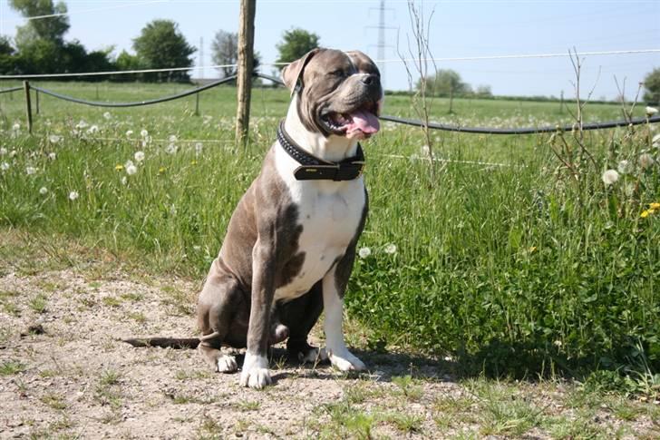 Blanding af racer Tass *RIP* billede 9