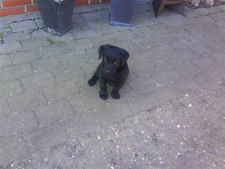 Labrador retriever Theis billede 2