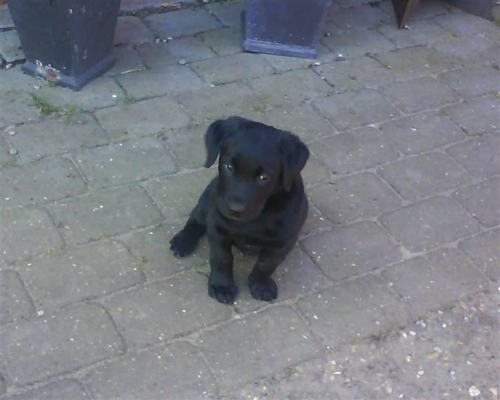 Labrador retriever Theis billede 3