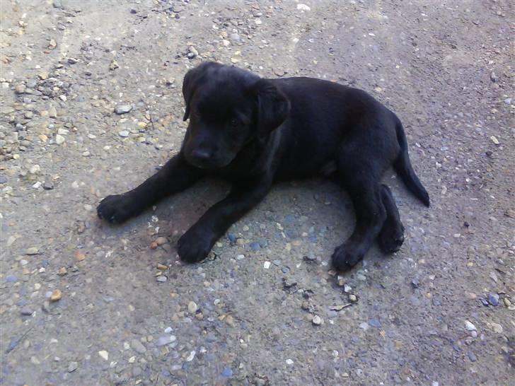 Labrador retriever Theis billede 4