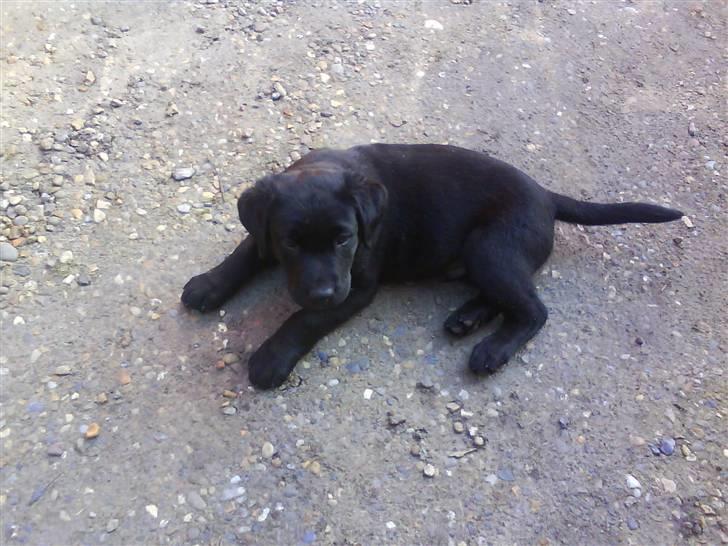 Labrador retriever Theis billede 5