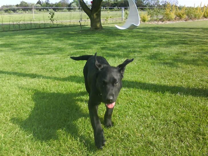 Labrador retriever Theis billede 6