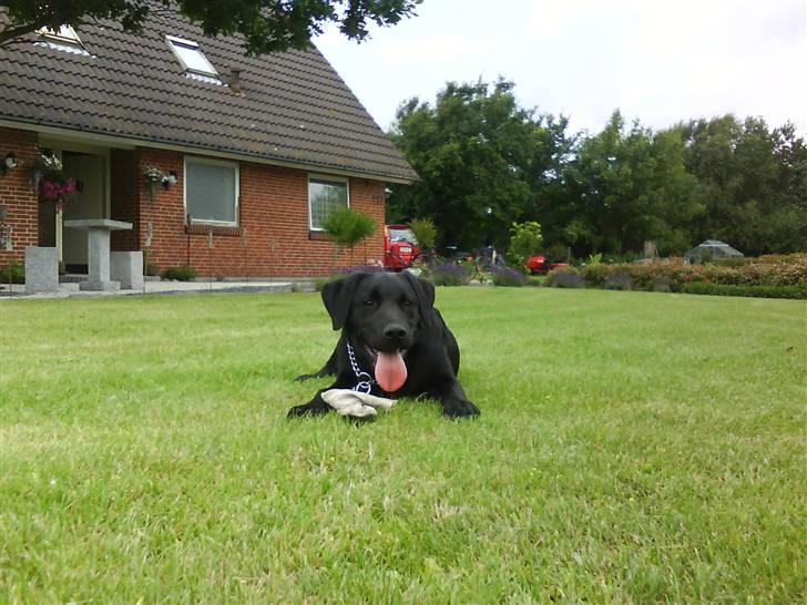 Labrador retriever Theis billede 7