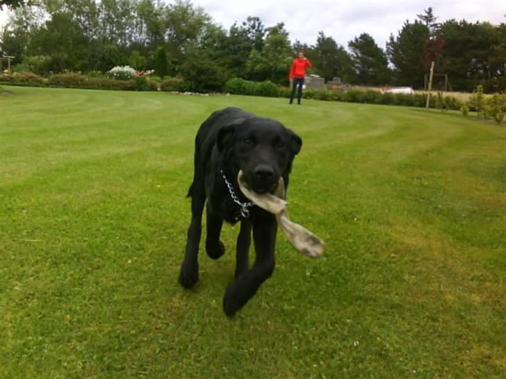 Labrador retriever Theis billede 8