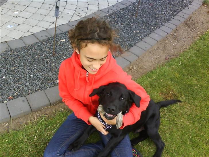 Labrador retriever Theis billede 9