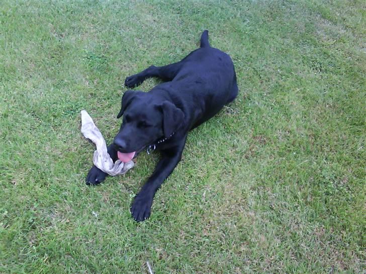 Labrador retriever Theis billede 10