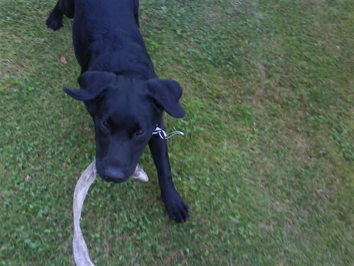 Labrador retriever Theis billede 11