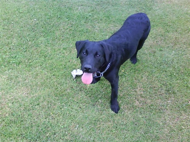 Labrador retriever Theis billede 12