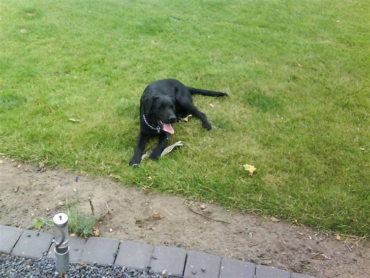 Labrador retriever Theis billede 13