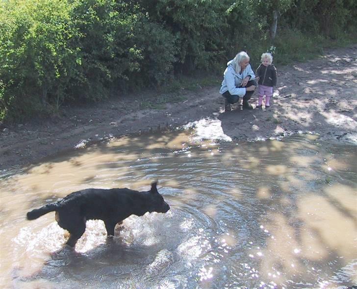 Rottweiler Louis - Viser Malou hvordan man bader i en sto vandpyt billede 8