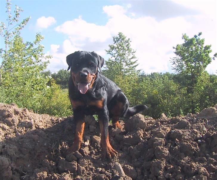 Rottweiler Louis billede 10