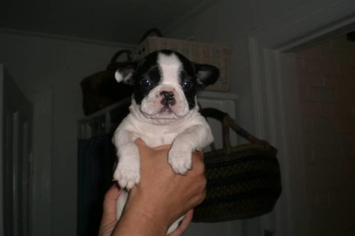 Fransk bulldog Basse billede 4