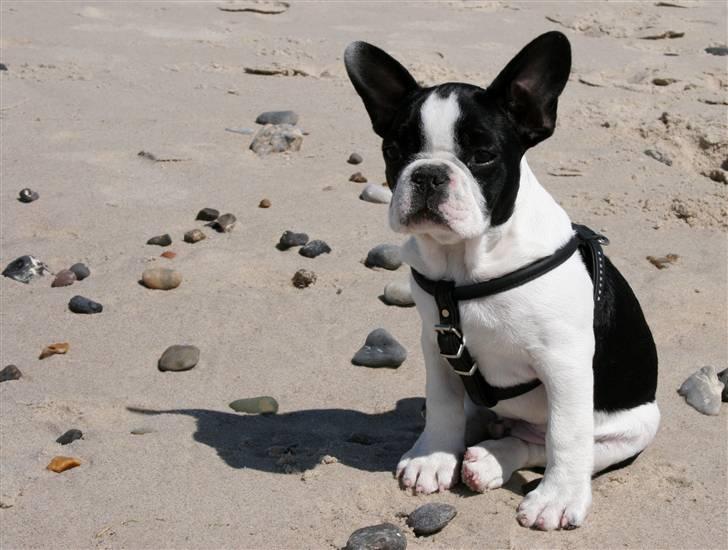 Fransk bulldog Basse billede 5