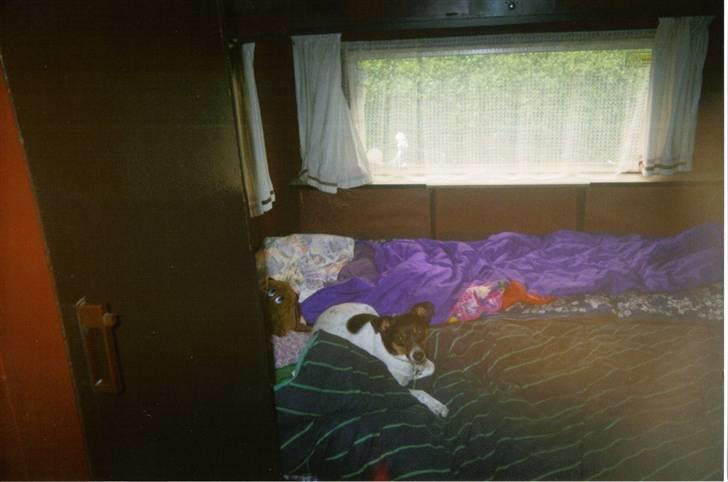 Blanding af racer Junior. R.I.P. 1988-2003 - Mit navn er Junior. billede 1