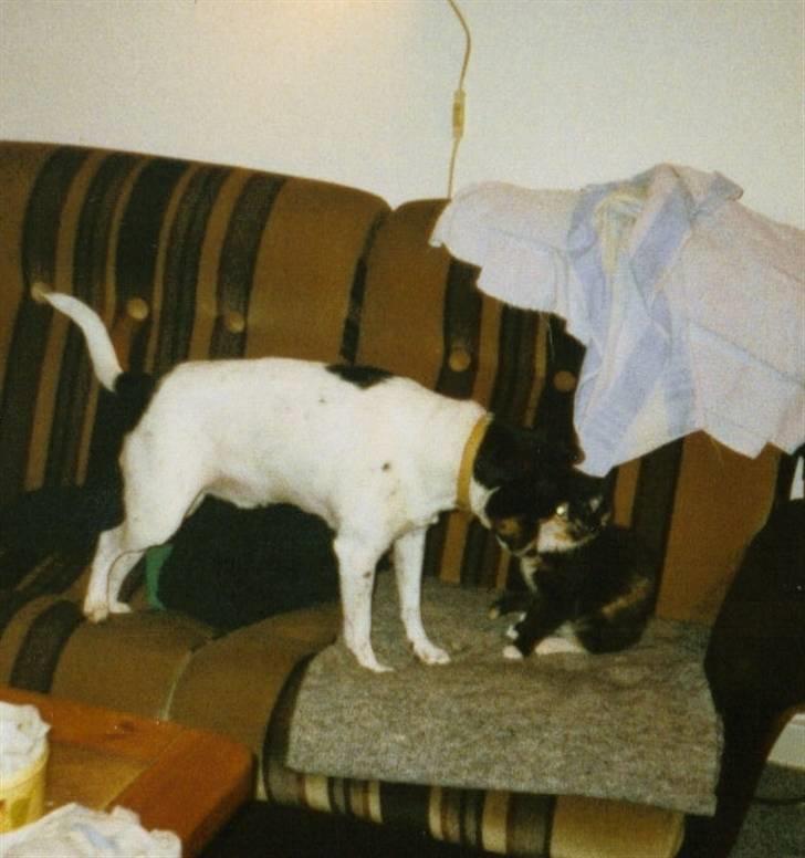 Blanding af racer Junior. R.I.P. 1988-2003 billede 2