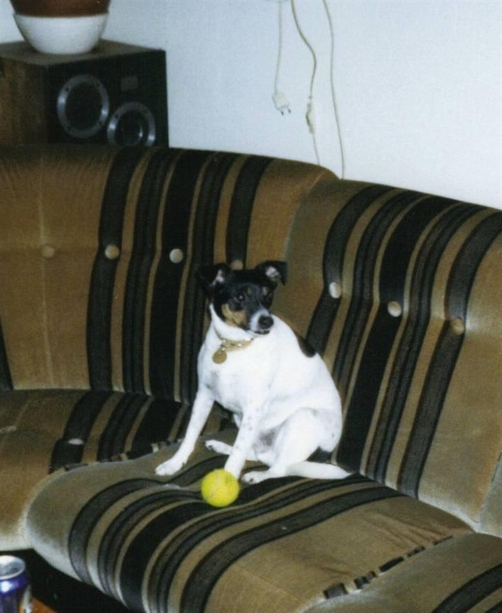 Blanding af racer Junior. R.I.P. 1988-2003 billede 7