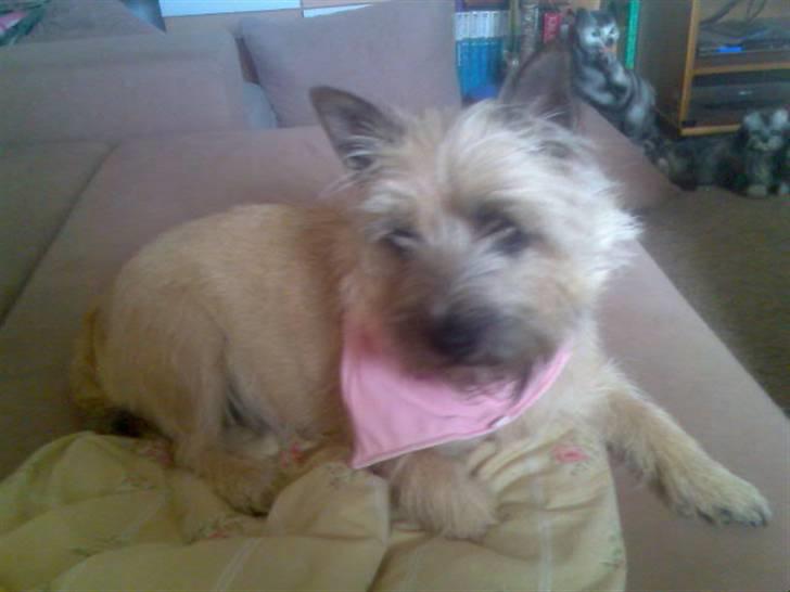 Cairn terrier Nanna billede 3