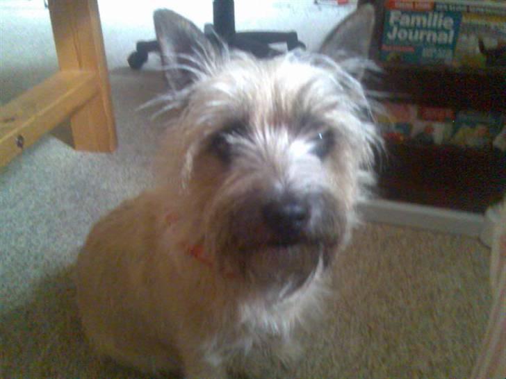 Cairn terrier Nanna billede 4