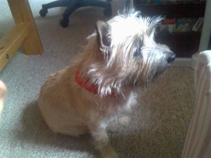 Cairn terrier Nanna billede 5