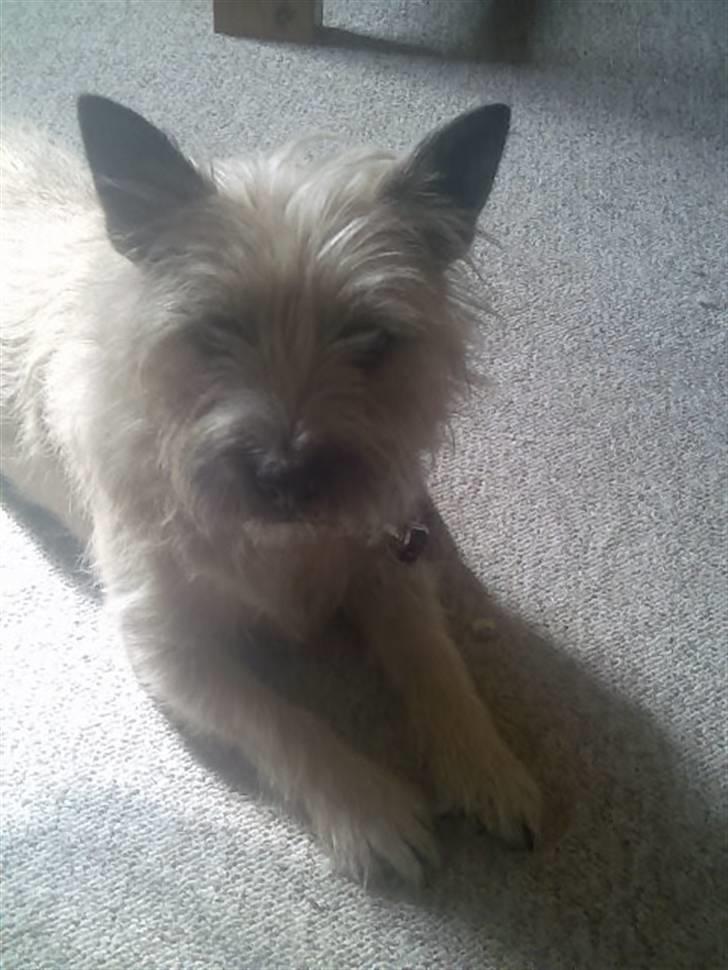 Cairn terrier Nanna billede 6