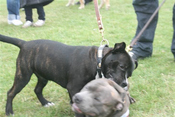 Staffordshire bull terrier Chico - leger med "Lucifer" ved hundeudstilling billede 8