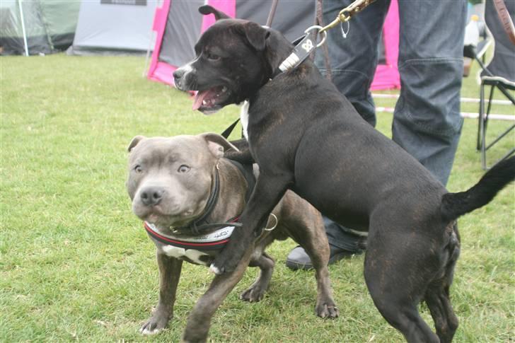 Staffordshire bull terrier Chico - Hundeudstilling 2008- Lovene, herlig temperament, god krop billede 9