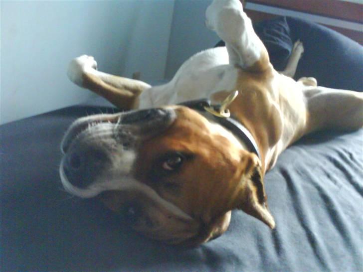 Amerikansk staffordshire terrier Knight Goodfree (king) billede 13