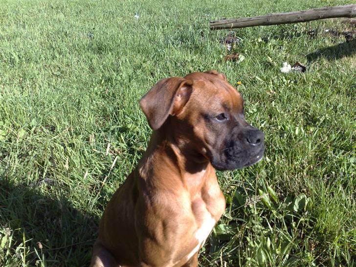 Boxer tyson billede 8