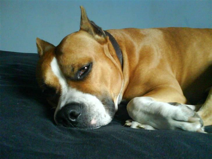 Amerikansk staffordshire terrier Knight Goodfree (king) billede 14