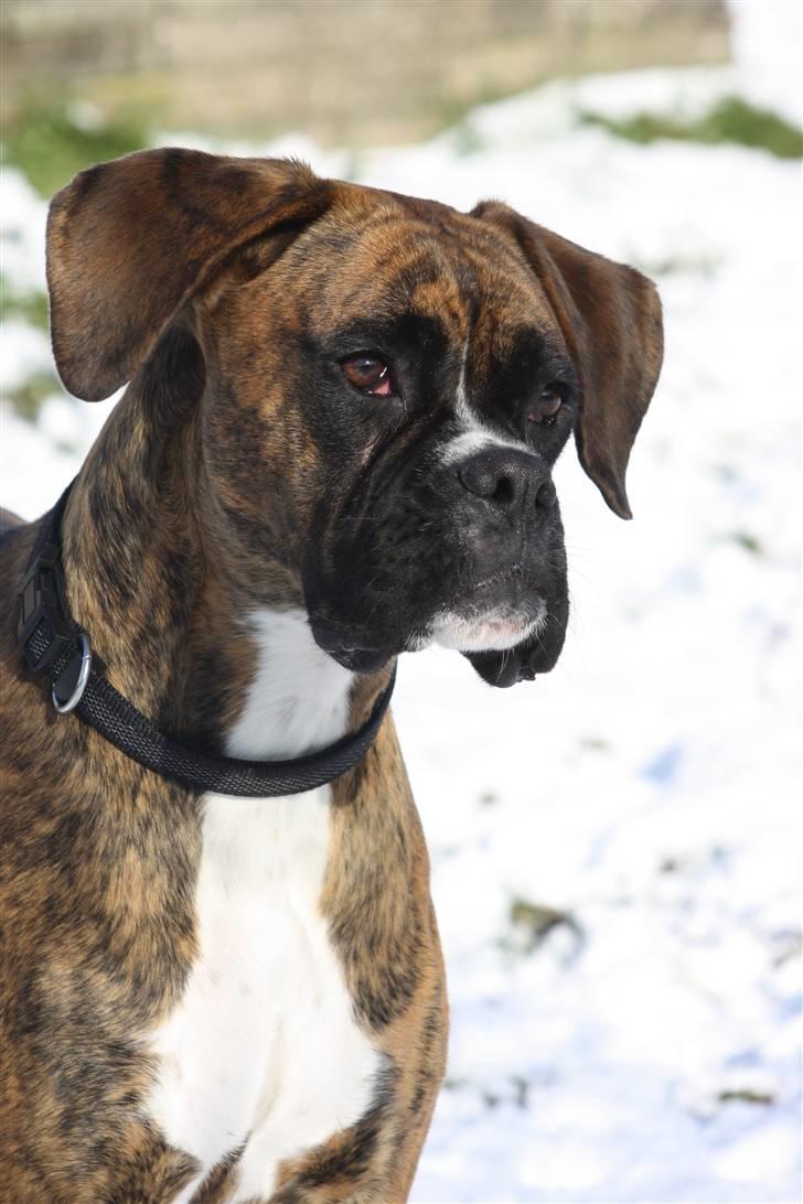 Boxer Coco Chanel billede 8