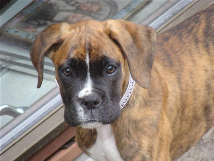 Boxer Coco Chanel - Cococ som lille . billede 9