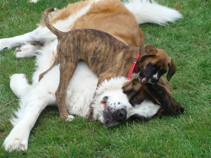 Boxer Coco Chanel billede 10