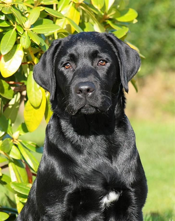 Labrador retriever Kaido  (Hvil i fred, smukke pige) - Hejsa. Velkommen til min profil.. Jeg hedder Kaido og billedet er taget af min dejlige veninde Rikke. billede 1