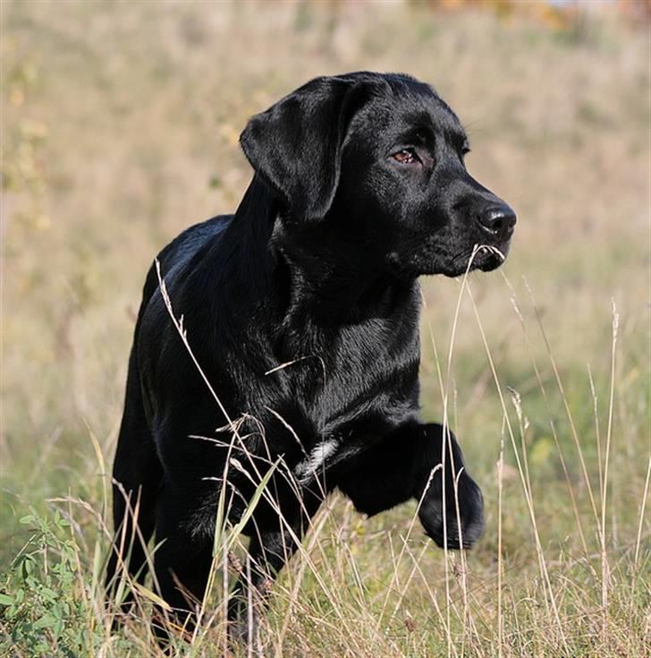 Labrador retriever Kaido  (Hvil i fred, smukke pige) - Fnis..Jeg har set heste i fjernsynet.. De gør sådanne her. billede 2