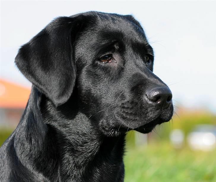 Labrador retriever Kaido  (Hvil i fred, smukke pige) - Min mor synes at jeg er SÅ smuk. billede 3