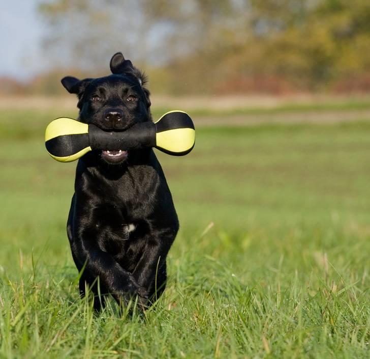 Labrador retriever Kaido  (Hvil i fred, smukke pige) - Hu hej. Her kommer jeg. billede 4