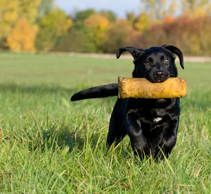 Labrador retriever Kaido  (Hvil i fred, smukke pige) - Jeg er SÅ dygtig til at komme med dummien. billede 5