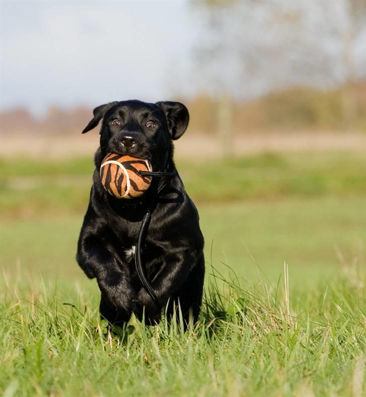 Labrador retriever Kaido  (Hvil i fred, smukke pige) - Jubiiiiiiiii, nyt legetøj. billede 6