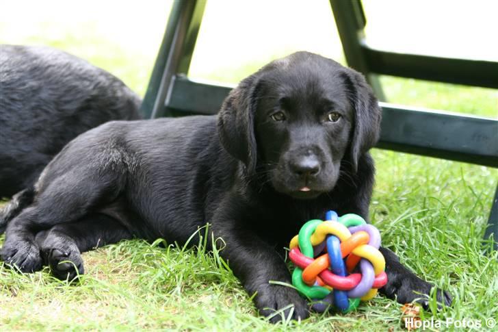 Labrador retriever Kaido  (Hvil i fred, smukke pige) - Her er jeg meget lille.....Kun 10 uger. billede 7