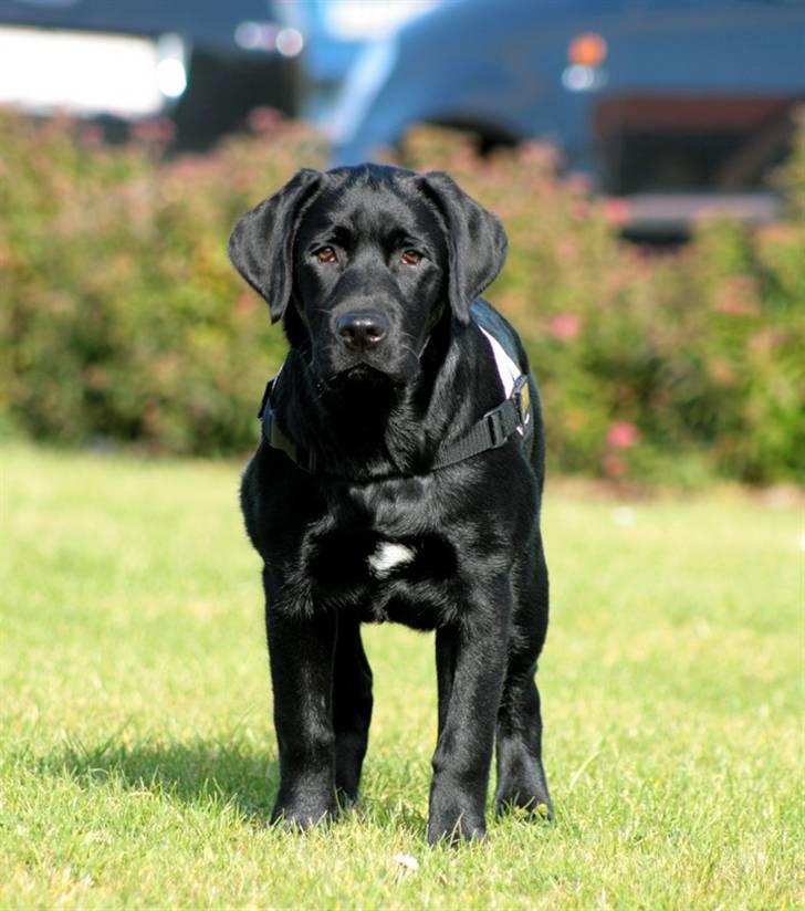 Labrador retriever Kaido  (Hvil i fred, smukke pige) billede 8