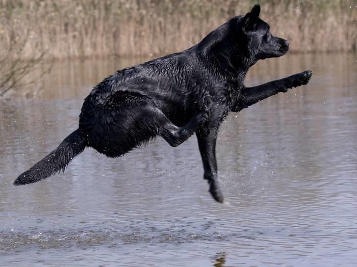 Labrador retriever Kaido  (Hvil i fred, smukke pige) billede 9