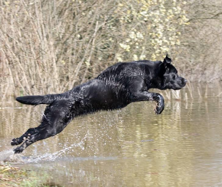 Labrador retriever Kaido  (Hvil i fred, smukke pige) billede 10