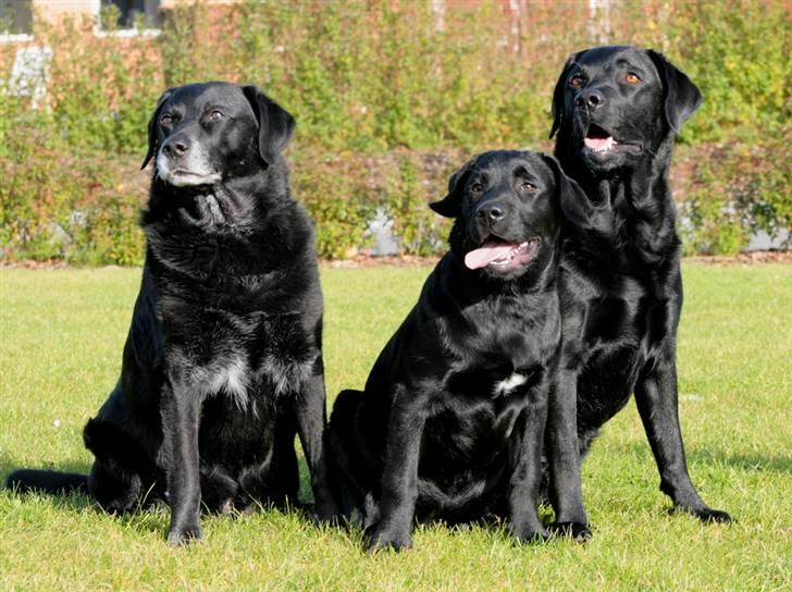 Labrador retriever Kaido  (Hvil i fred, smukke pige) billede 11