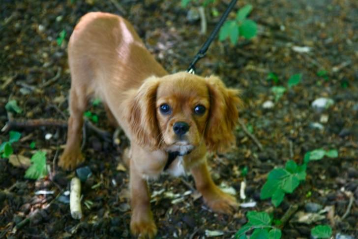 Cavalier king charles spaniel Baja billede 9