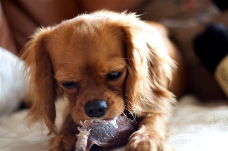 Cavalier king charles spaniel Baja billede 10