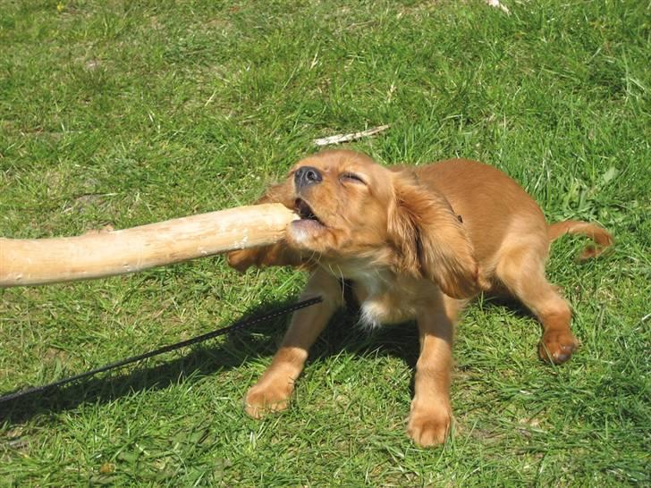 Cavalier king charles spaniel Baja billede 11