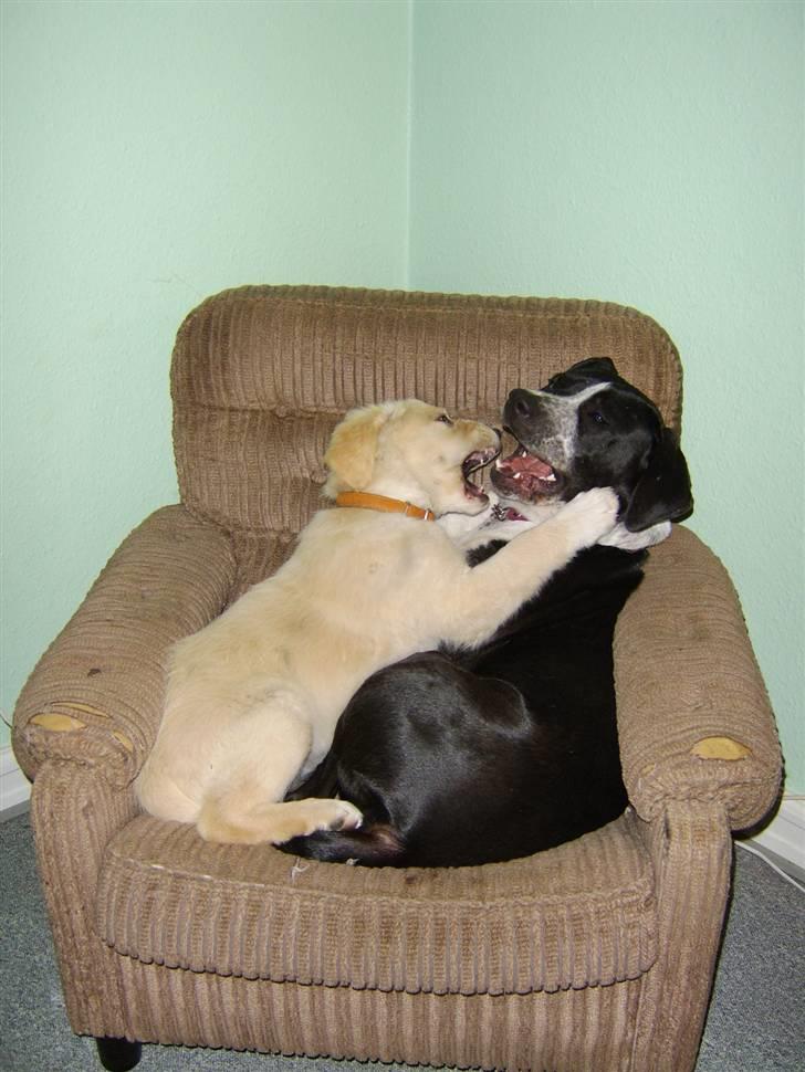 Blanding af racer Bailey  billede 13