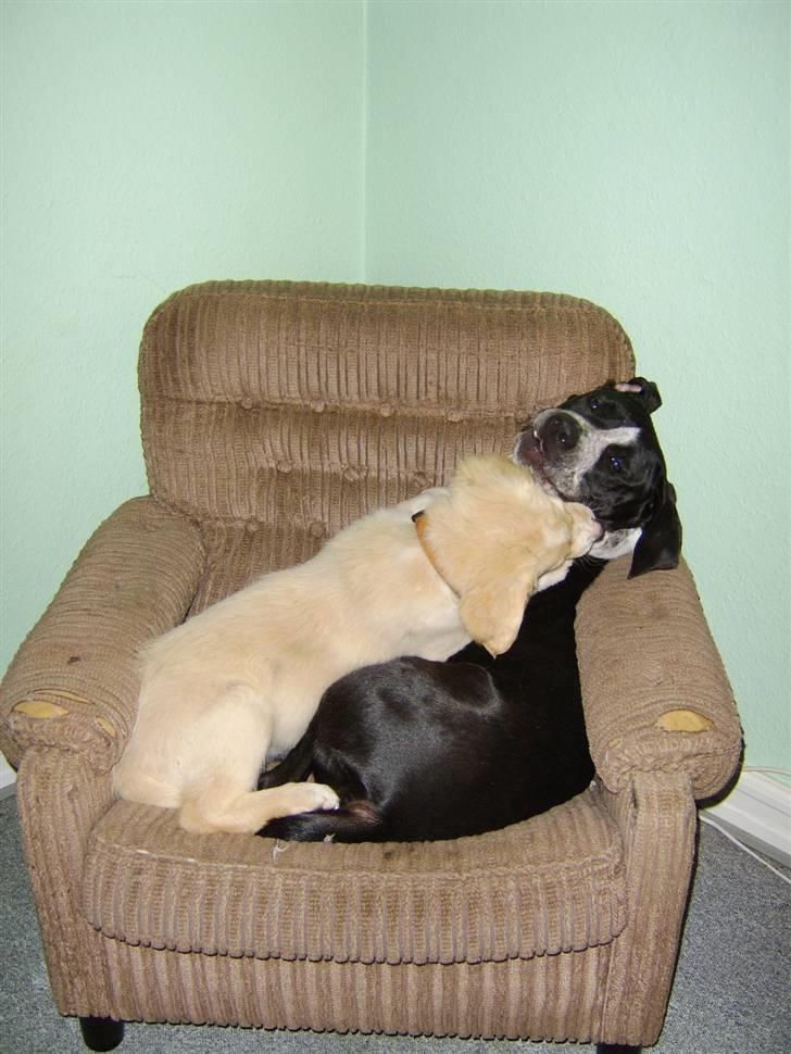 Blanding af racer Bailey  billede 14