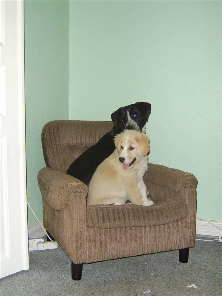 Blanding af racer Bailey  billede 15