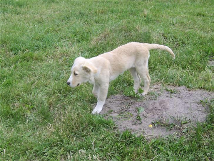 Blanding af racer Bailey  billede 16